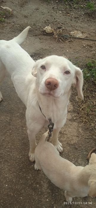 Cachorrinhos para adoção com cerca de 3 meses