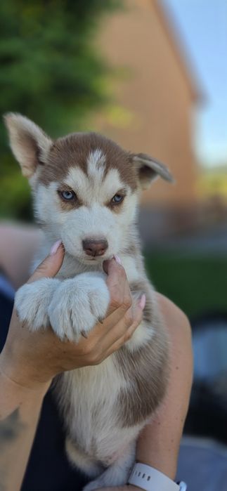 Husky piękne z rodowodem