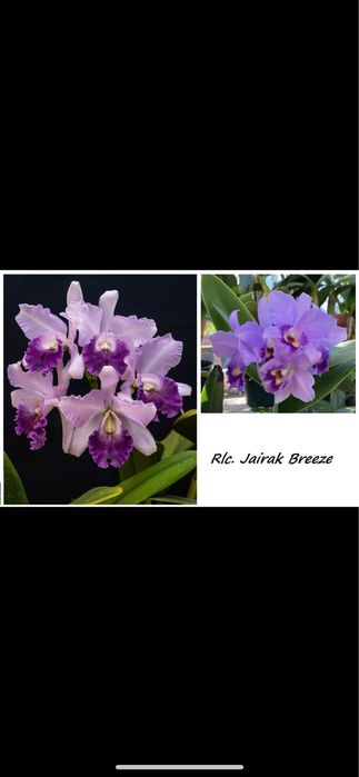 Катлея Rlc. Jairak Breeze