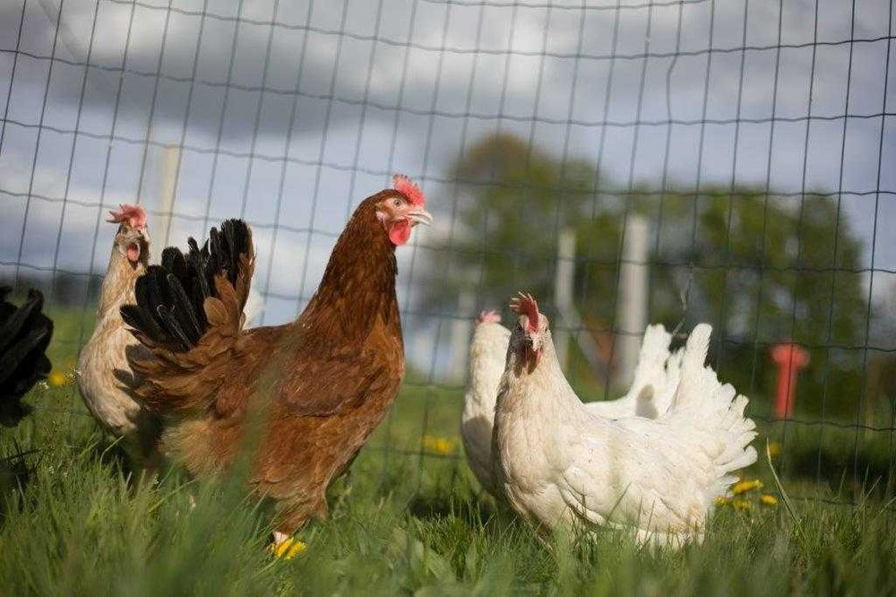 KURY NIOSKI ROSA kurki odchowane z dowozem