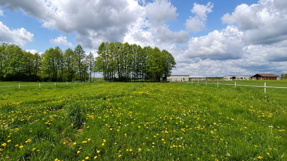 Działka 6400m2 media Zębowo