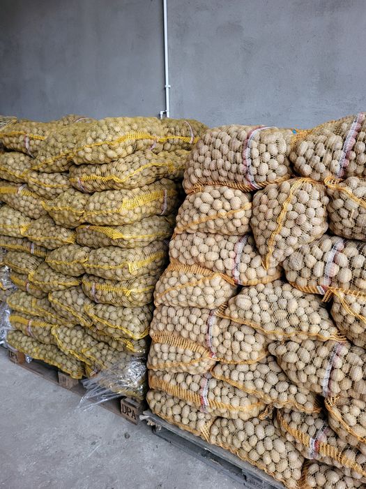 Ziemniaki paszowe , buraczki paszowe ,marchew