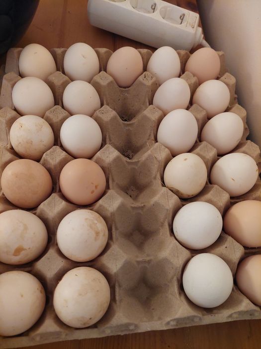 Ovos caseiros e biológicos