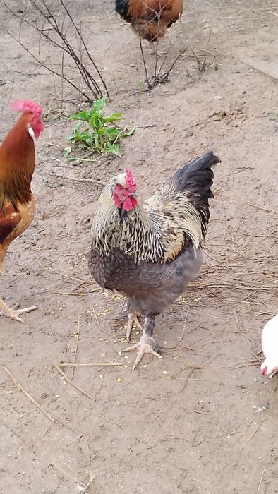 Galos - 2 Disponíveis