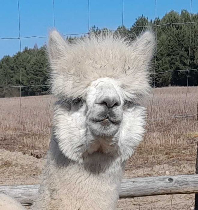 Alpaka Gibson - 2,5 letni samiec kastrowany