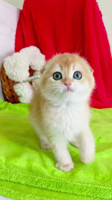 Нежнейший котик золотая шиншилла