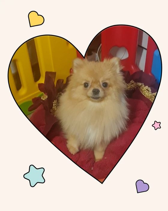 Хлопчики померанського шпіца