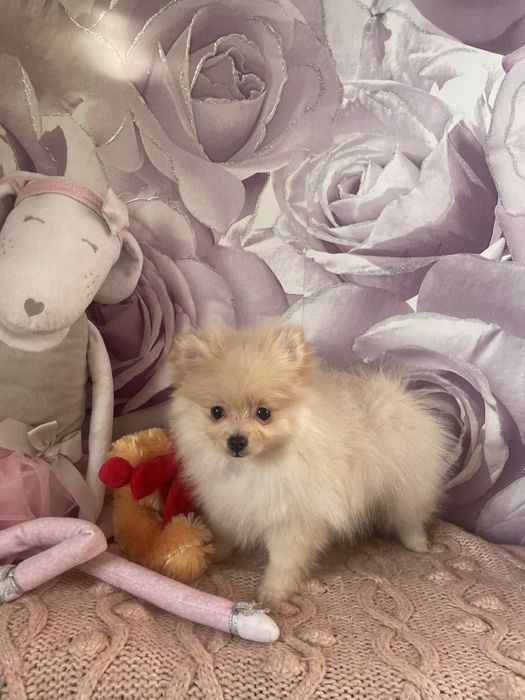 Pomeranian szpic miniaturowy suczka kremowa z rodowodem