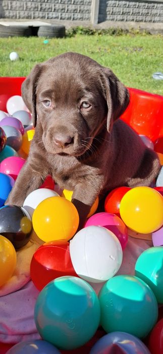 Labrador retriever szczeniak