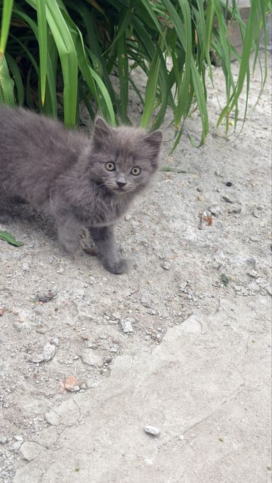 Віддам кошенят в добрі руки