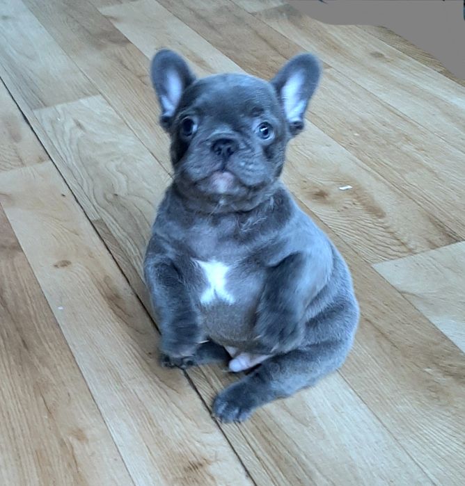 Buldog francuski szczenieta