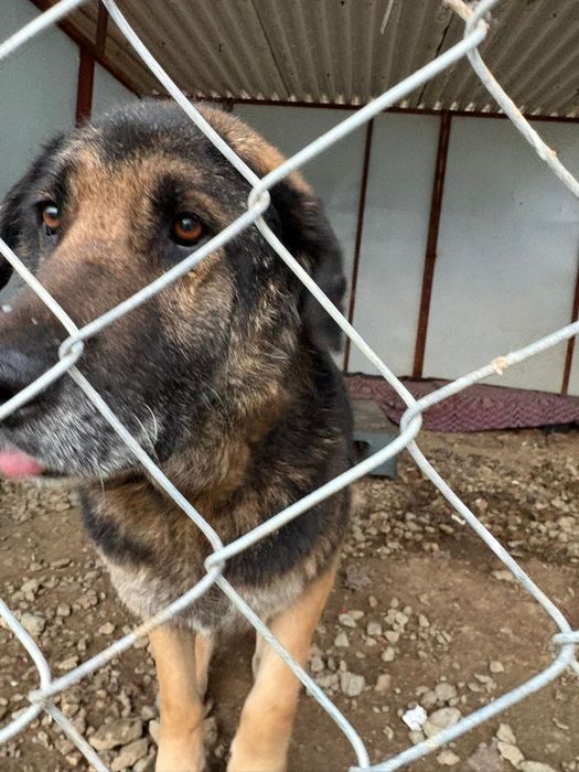 Dzielny, proludzki psiak szuka domu