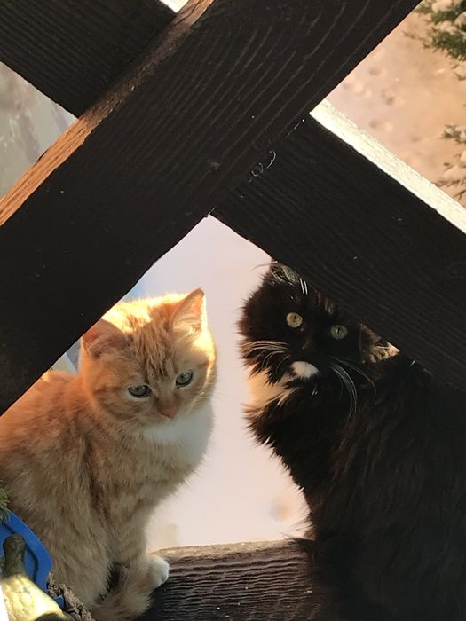 Котенята котики маленькі