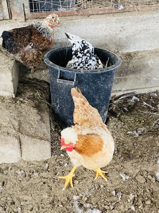 Ovos de galinhas com poupa de várias cores .