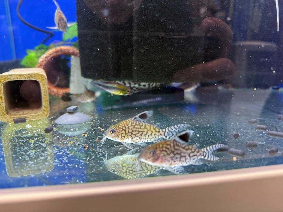Kirys Reticulatus (Corydoras reticulatus) DUŻE 4-5cm