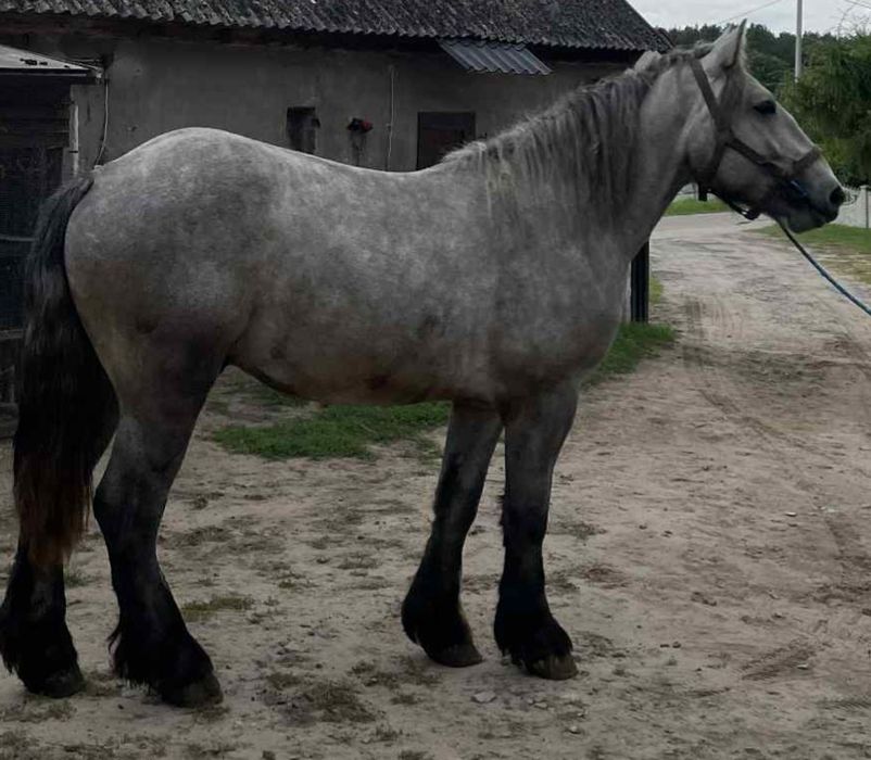 Sprzedam ogiera zimnokrwistego