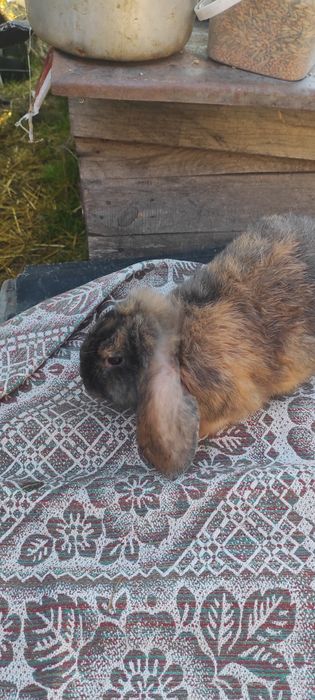 Кролики французький баран