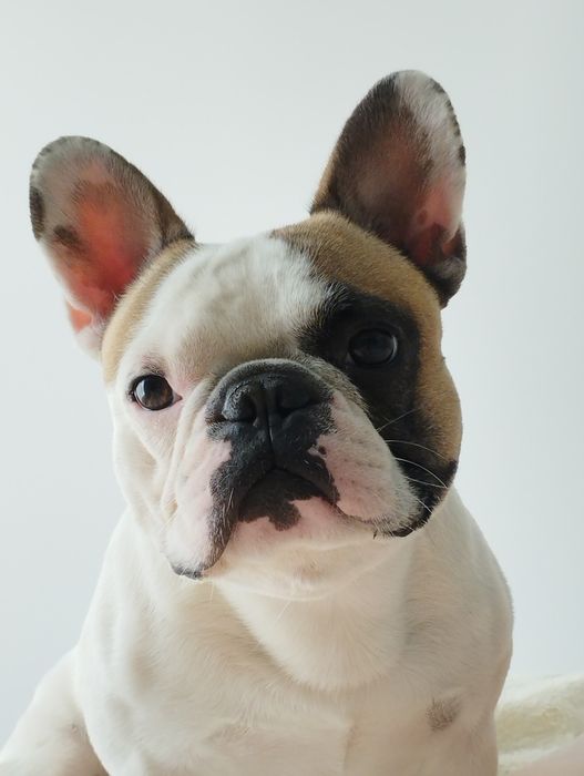 В'язка французького бульдога