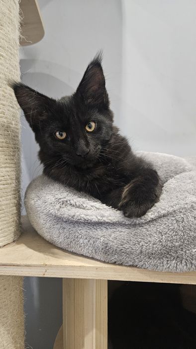 Duży kocurek Maine Coon -"Cukierek"