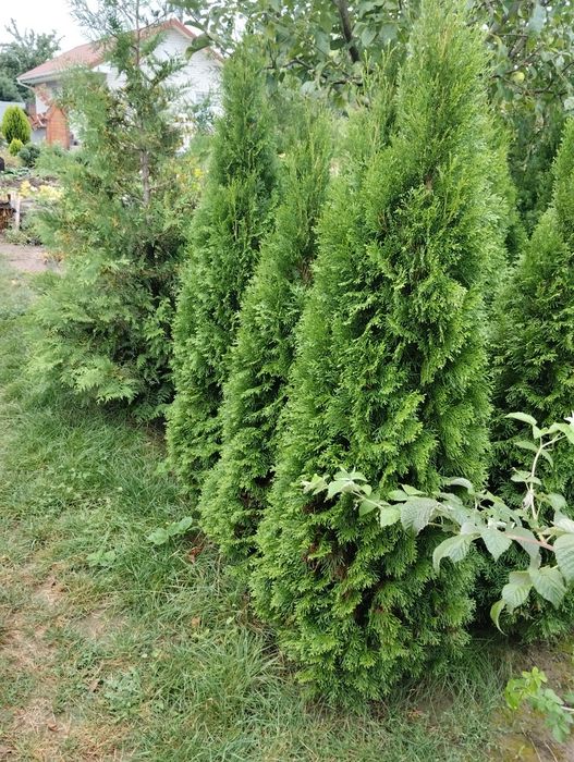 Туя   Смарагд ,  Брабант , Ялівець  180-225 см