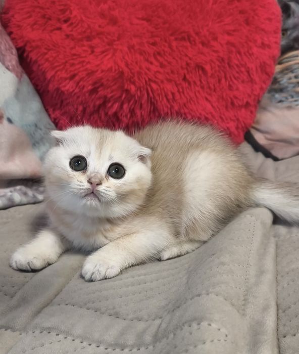 Дівчинка срібла шиншила котята кошенята котики