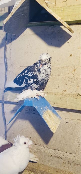 Turkoty i loczki na sprzedaz!!!