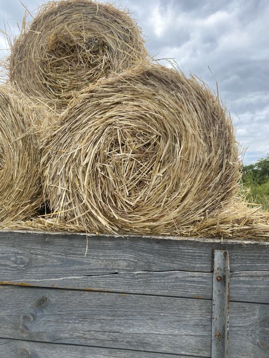 Солома в тюках тюки