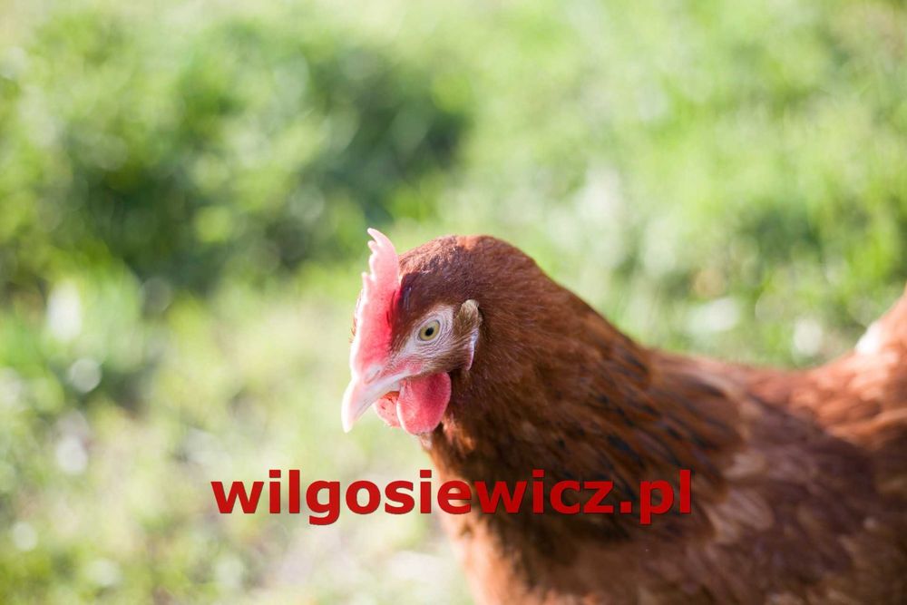 Kury Kokoszki Nioski