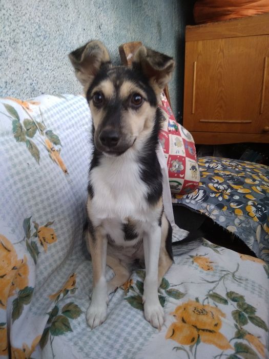 Шустрик Камилла 6мес. Сторожевая маленькая собачка!