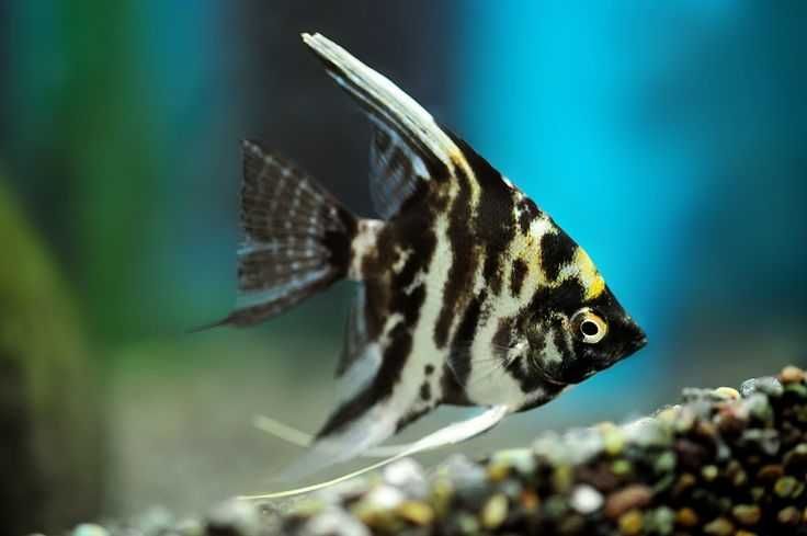 Żaglowiec skalar odmiana MARMURKOWA - Pterophyllum - dowóz, wysyłka