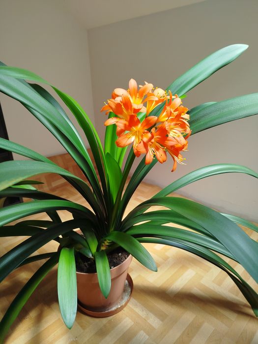 Klivia jasna czerwień