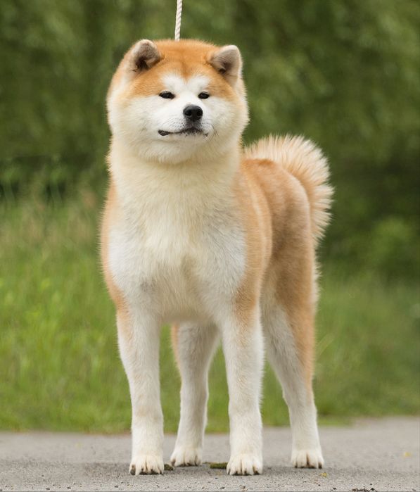 Акіта , akita inu , японська акіта з міжнародної годівлі