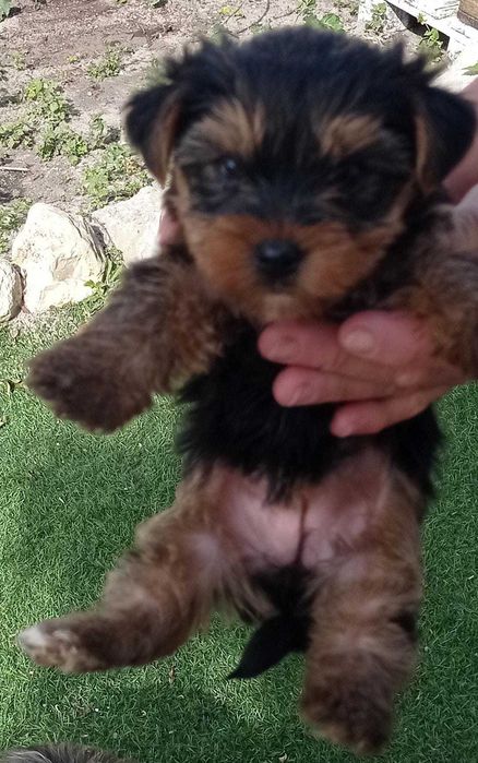 Yorkshire terrier com 2 meses, muito pequena