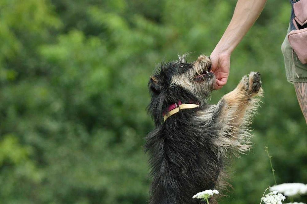 Boluś szuka domu, pies, mały