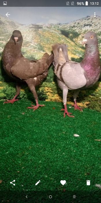 Pombos de várias raças.