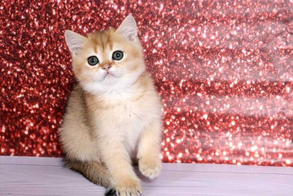 Суперська золота шиншила з домашнього розплідника-хлопчик