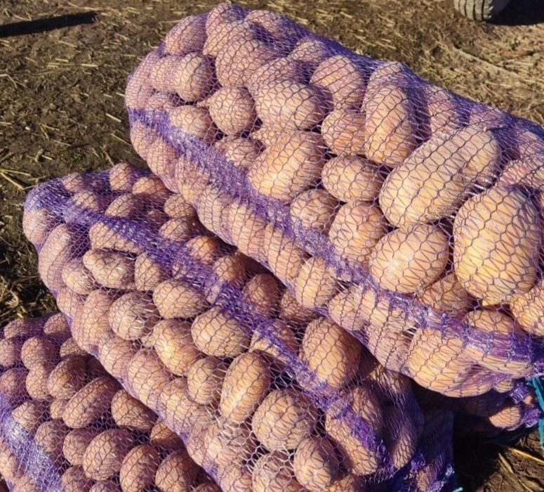 Продам картоплю.