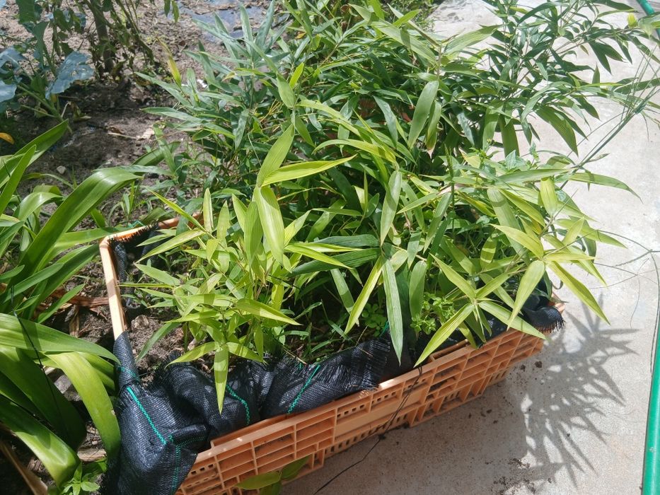 Rebentos de Bambu (Bamboo)