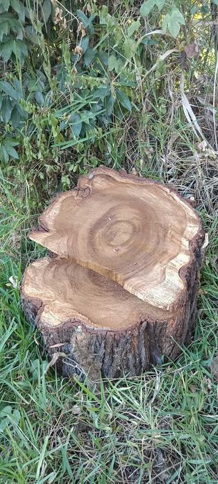 Selling Various Eucalyptus Tree Trunks428055224481239046