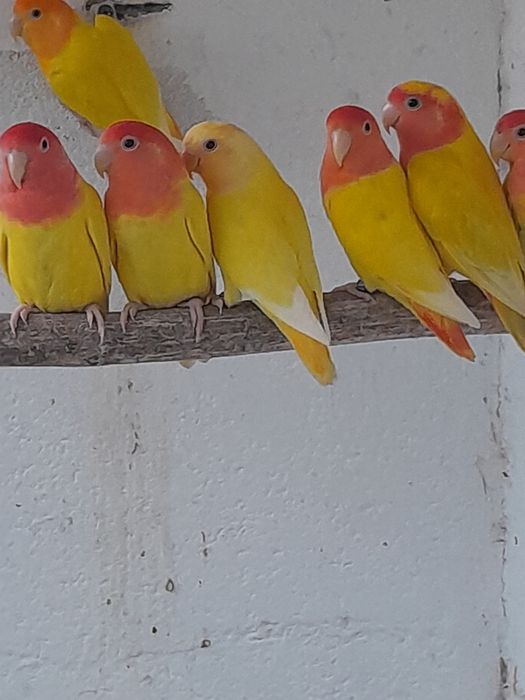 Rosicoles  com gaiolas