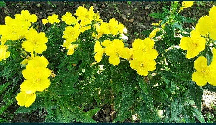 Продам кущики енотери