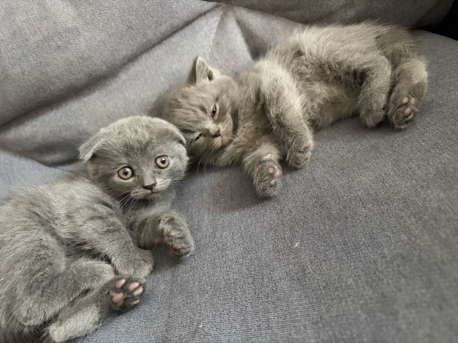 Кошеня британець