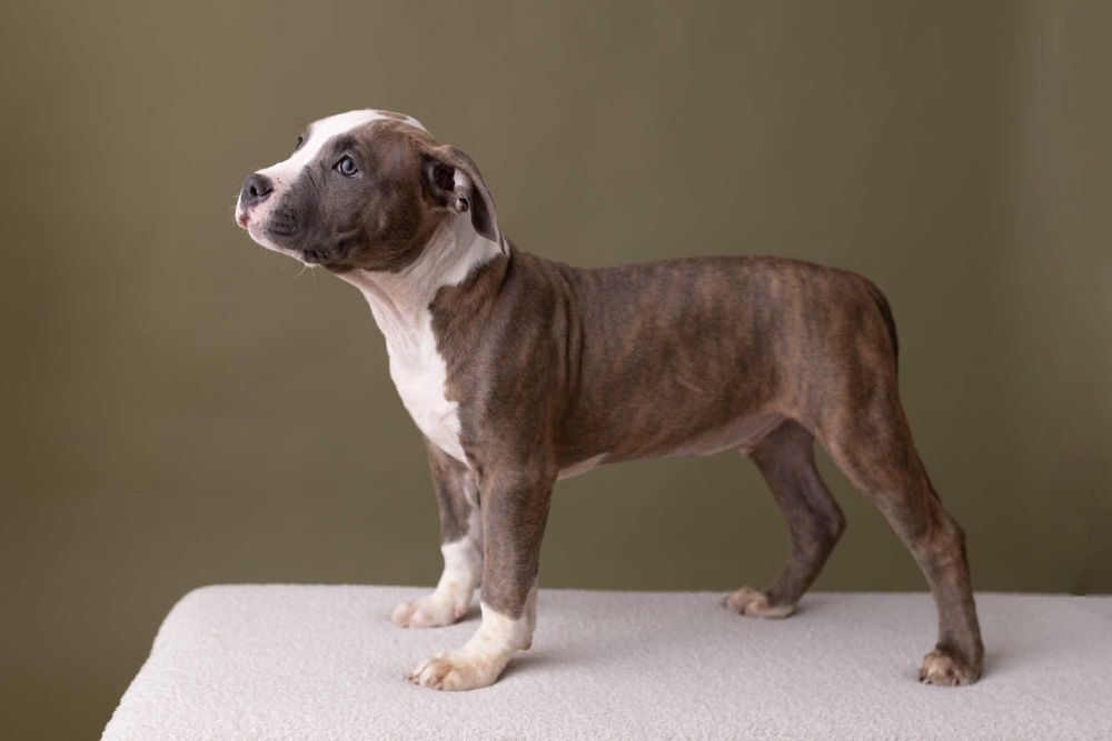 AMSTAFF American staffordshire terrier SAMCZYK (FCI)