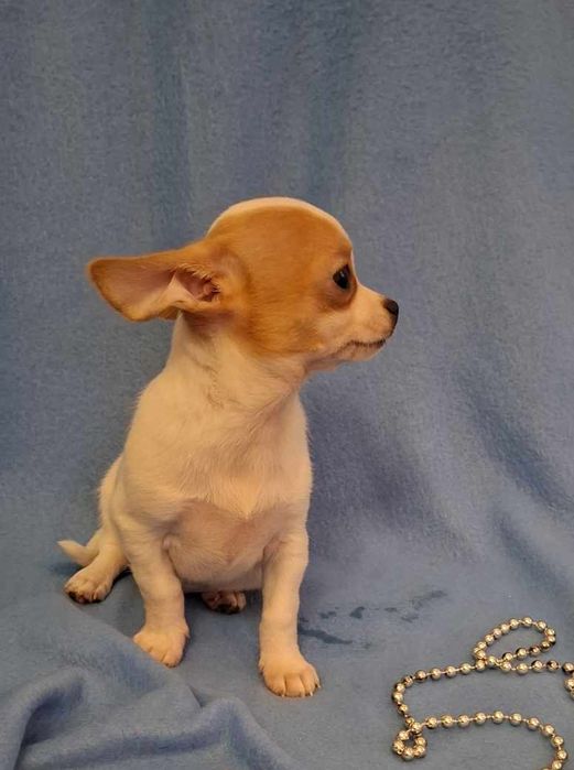 Śliczny piesek Chihuahua