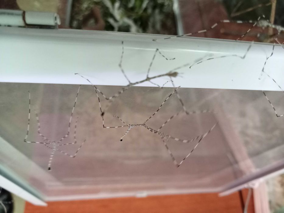 Patyczaki/straszyki Lonchodiodes sp. Ilocos, chiński, pieprz i sól...