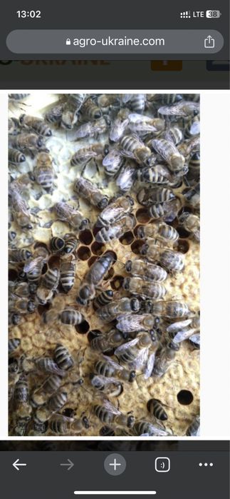 Продам бджолопакети карпатка!
