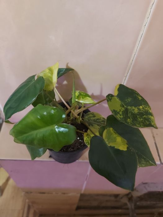 Дифенбахія ,фікуси, філодендрони