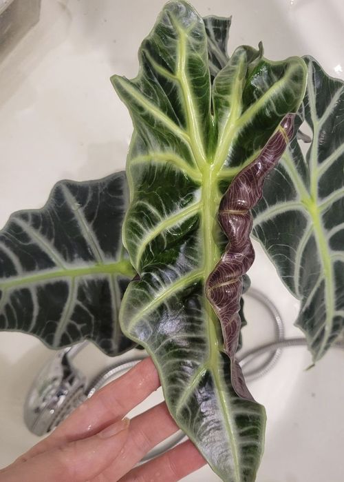 Алоказія Поллі, Alocasia Polly, алоказия полли