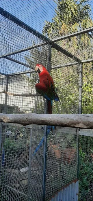 Araras e eclectus