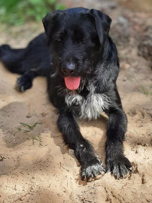 Opieka domowa Hotel dla psów i kotów oraz innych małych pupili